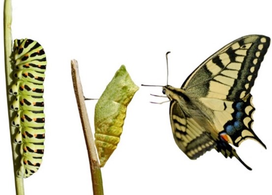 Butterfly Transformation